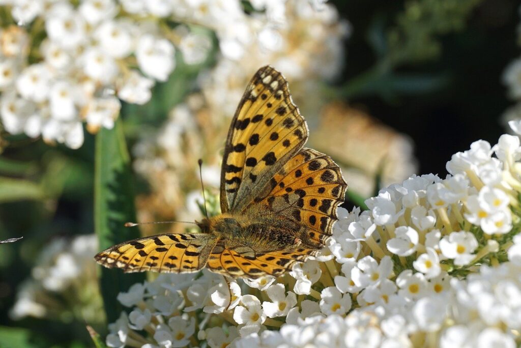 dark green fritillary, flowers, pollination-6604454.jpg