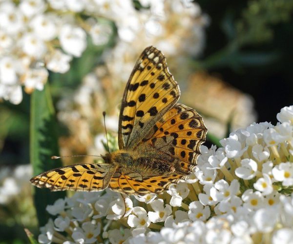 dark green fritillary, flowers, pollination-6604454.jpg